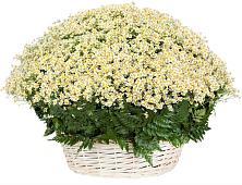 Цветочная композиция из Ромашки в корзине #REPLACE_PRED# Арамиле